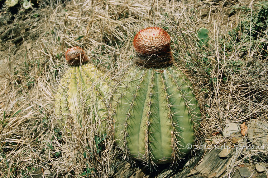 Cactii, Great Thatch