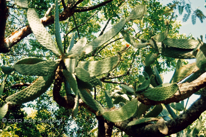 Cactus, Peter Island