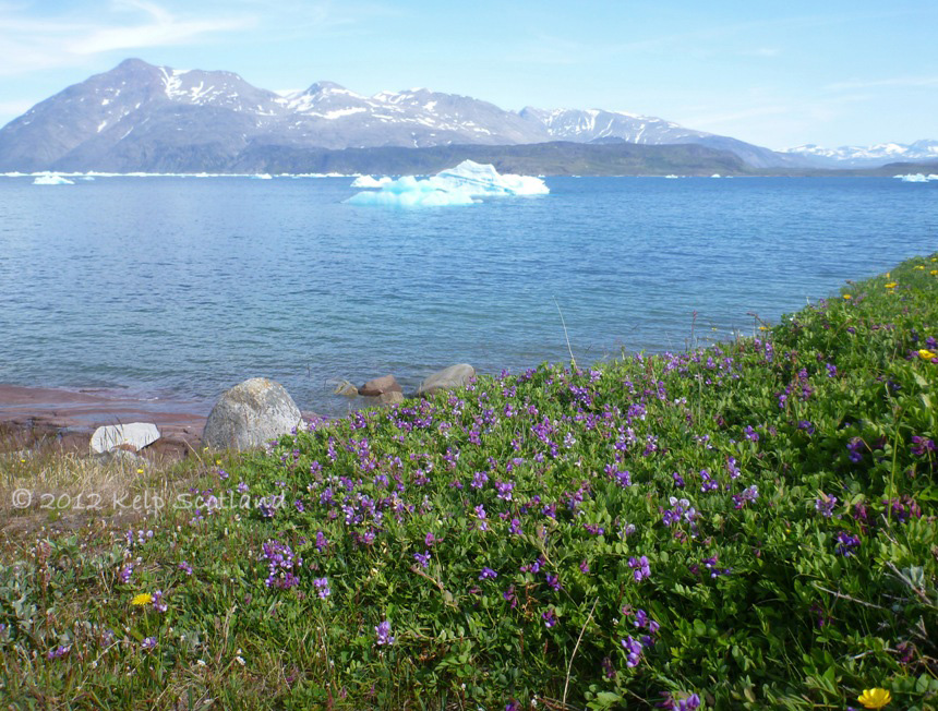 Camping amongst Sea Pea, Buttercups and Dandelions,