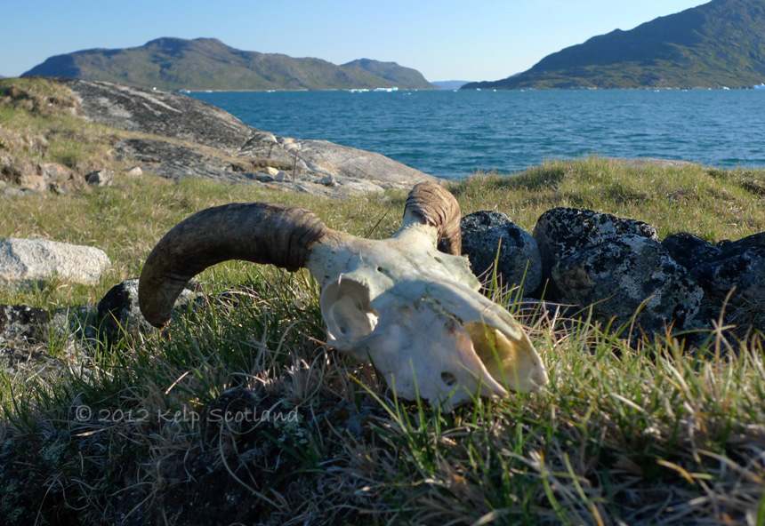 Viking Pasture, Kangerlua