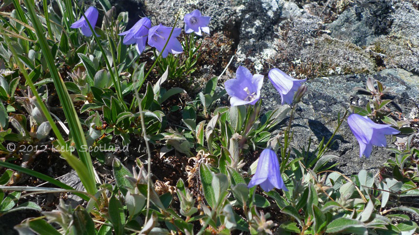 Harebells